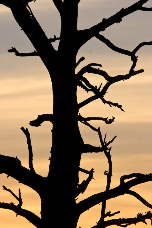 Sunset Behind Snag